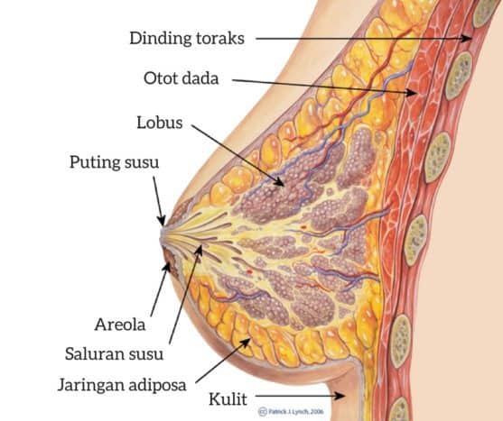 rinna anatoomia