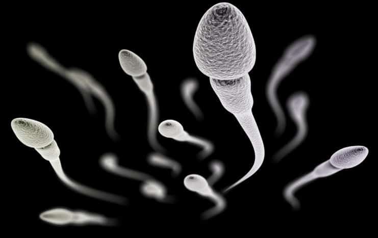 sperma kvaliteet
