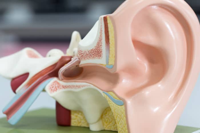 kõrva anatoomia