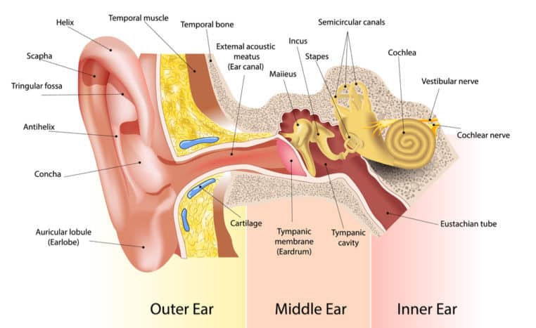 osa kõrvast