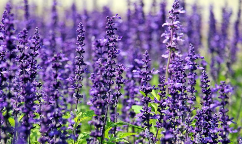 Looduslikud lavendli koostisosad tõrjuvad sääsed
