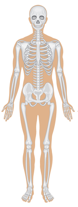 skeleti süsteem