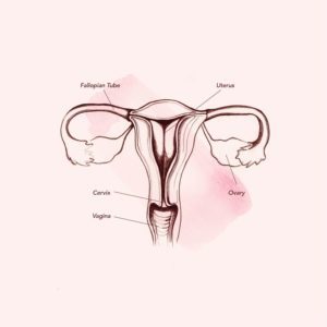 Anatoomia vagina (allikas: Teen Vogue)